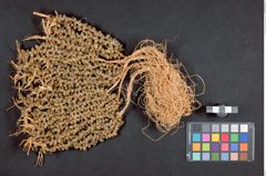 Foto (hinten) von Frauenhaarschmuck aus Süßwasserschnecken (NHMW-ZOO-MO-0081100-ETH-130)